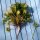 Aliaria (Alliaria petiolata) orgánico semillas