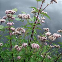 Agastache foeniculum semillas