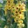 Gordolobo (Verbascum nigrum) orgánico semillas