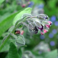 Lengua de perro / Cinoglosa (Cynoglossum officinale) orgánica semillas