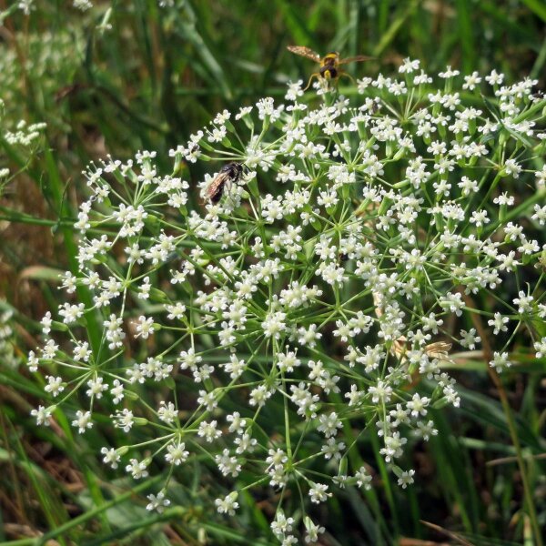 Falcaria (Falcaria vulgaris) orgánica semillas