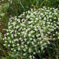 Falcaria (Falcaria vulgaris) orgánica semillas