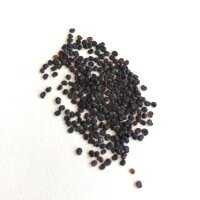 Common Soapwort / Bouncing-Bet (Saponaria officinalis) organic semillas