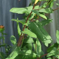 Grindelia (Grindelia robusta) semillas