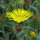 Grindelia (Grindelia robusta) semillas