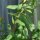 Grindelia (Grindelia robusta) semillas