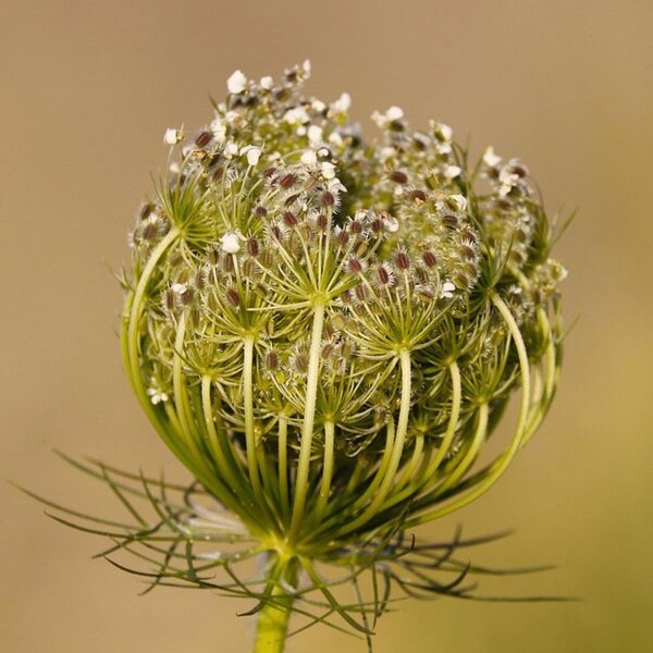 Zanahoria silvestre (Daucus carota ssp. carota) orgánico semillas