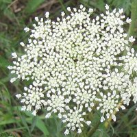 Zanahoria silvestre (Daucus carota ssp. carota) orgánico semillas