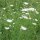 Zanahoria silvestre (Daucus carota ssp. carota) orgánico semillas