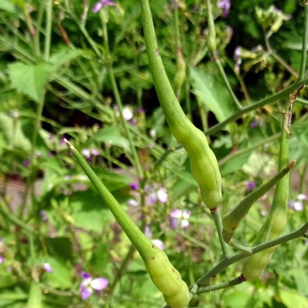 Rabanillos "Cola de rata" (Raphanus caudatus) orgánico semillas