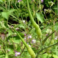 Rabanillos "Cola de rata" (Raphanus caudatus)...