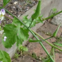 Rabanillos "Cola de rata" (Raphanus caudatus) orgánico semillas