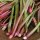 Ruibarbo de China (Rheum rhabarbarum) orgánico semillas