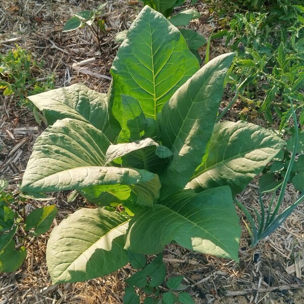 Tabaco Badischer Geudertheimer (Nicotiana tabacum) orgánico semillas