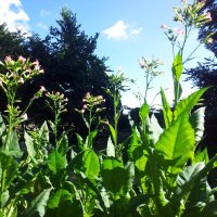 Tabaco Badischer Geudertheimer (Nicotiana tabacum) orgánico semillas