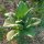 Tabaco Badischer Geudertheimer (Nicotiana tabacum) orgánico semillas