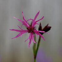 Flor de cuclillo (Lychnis flos-cuculi) orgánica...
