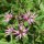 Flor de cuclillo (Lychnis flos-cuculi) orgánica semillas