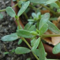 Verdolaga (Portulaca oleracea) orgánica semillas