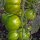 Tomate verde Green Zebra (Solanum lycopersicum) semillas