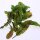 Acedera / romaza roja (Rumex sanguineus) orgánica semillas