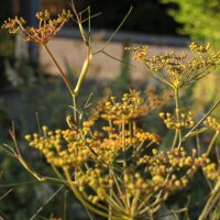 Hinojo bronce (Foeniculum vulgare) orgánico semillas