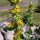 Genciana amarilla (Gentiana lutea) orgánica semillas