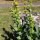 Genciana amarilla (Gentiana lutea) orgánica semillas