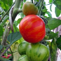Tomate rayado Tigerella (Solanum lycopersicum) semillas