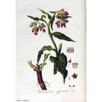 Consuelda (Symphytum officinale) orgánica semillas