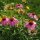 Equinácea pupurea (Echinacea purpurea) semillas