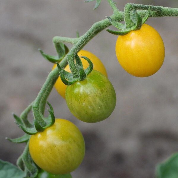 Tomate pasa Rote Murmel  (Solanum pimpinellifolium) orgánico semillas