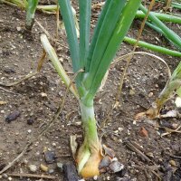 Cebolla Stuttgarter Riesen (Allium cepa) orgánica...