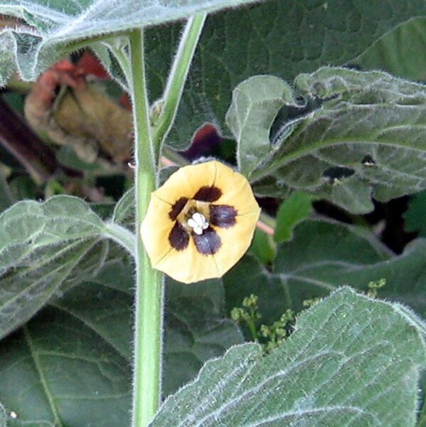 Aguaymanto / Uchuva (Physalis peruviana) semillas