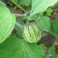 Aguaymanto / Uchuva (Physalis peruviana) semillas