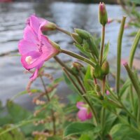 Adelfilla pelosa/ Hierba de San Antonio (Epilobium...