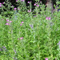 Adelfilla pelosa/ Hierba de San Antonio (Epilobium hirsutum) orgánica semillas