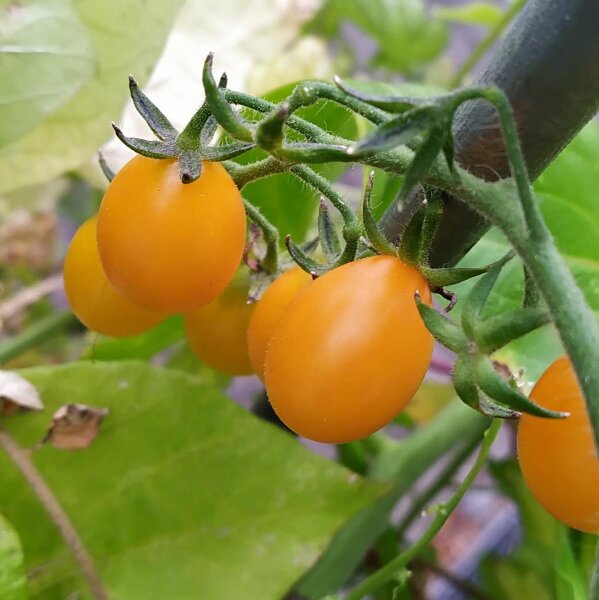 Tomate silvestre de Galápagos (Solanum cheesmaniae) semillas