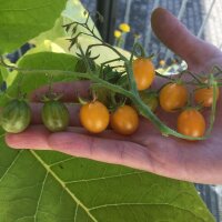 Tomate silvestre de Galápagos (Solanum...