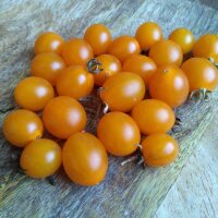 Tomate silvestre de Galápagos (Solanum cheesmaniae) semillas