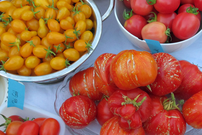 Sembrar tomates - Cómo encontrar la variedad adecuada para tu huerto  Blogpost Illustration