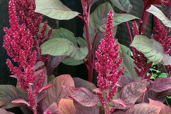 Tulsi, shiso, amaranto y otras plantas: siete especies etnobotánicas para un jardín lleno de historias Blogpost Illustration