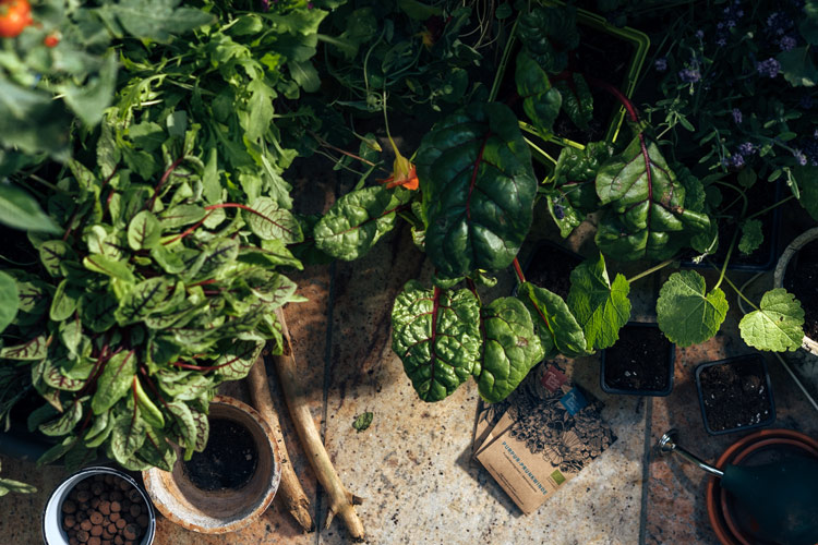 Selva urbana en el balcón: entre asfalto y flores Blogpost Illustration