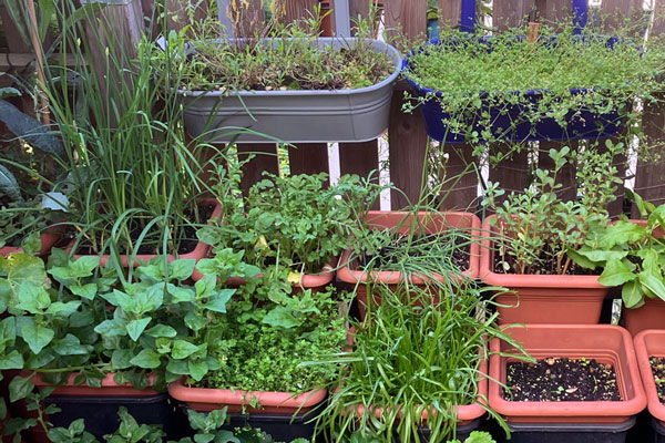 ¿Qué macetas son adecuadas para el balcón y en qué debes fijarte?  Blogpost Illustration