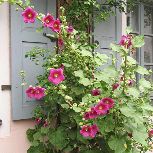 Malva real mezcla (Alcea rosea) Produktbild