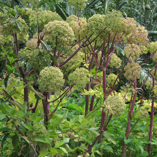 Angélica (Angelica archangelica)  Produktbild