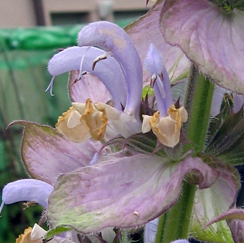 Salvia romana/ Amaro (Salvia sclarea) Produktbild